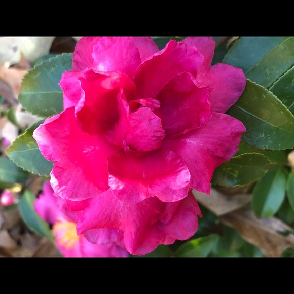 Meet your Posher, Patsy - Picture 1 of 1